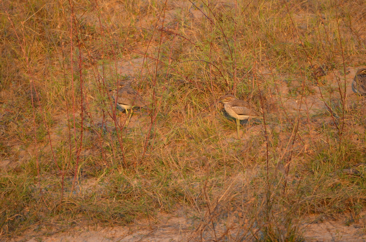 [27848] 2016_07_02_07_41_41_Africa_NIKON_D5100_IMG__05510.jpg