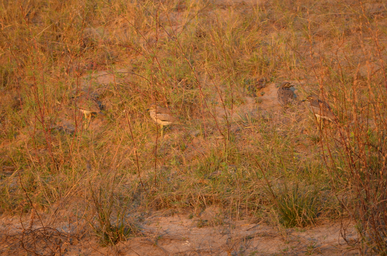 [27850] 2016_07_02_07_42_44_Africa_NIKON_D5100_IMG__05511.jpg