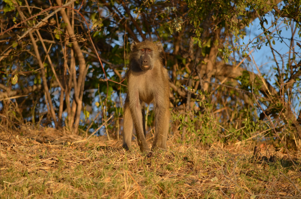 [33053] 2016_07_04_07_36_50_Africa_NIKON_D5100_IMG__05611.jpg
