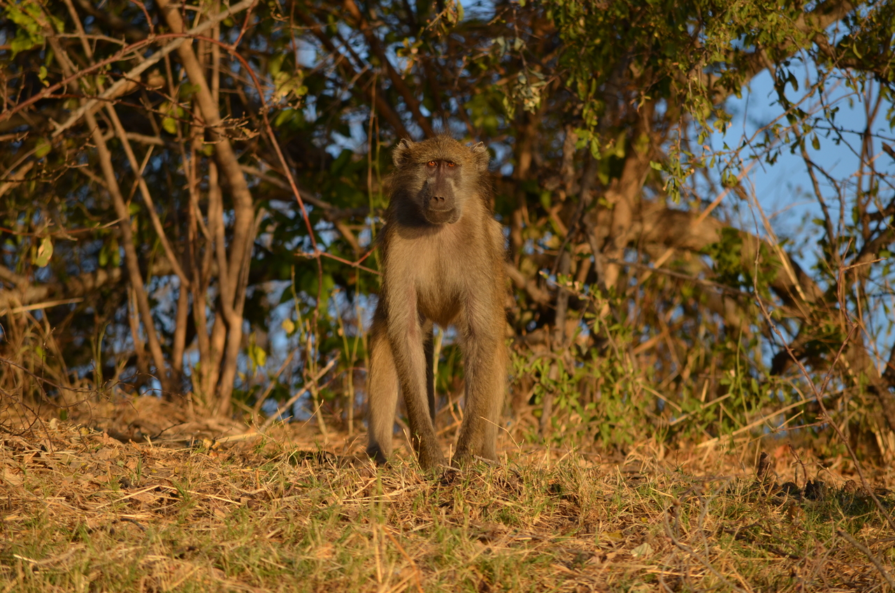 [33055] 2016_07_04_07_36_53_Africa_NIKON_D5100_IMG__05612.jpg