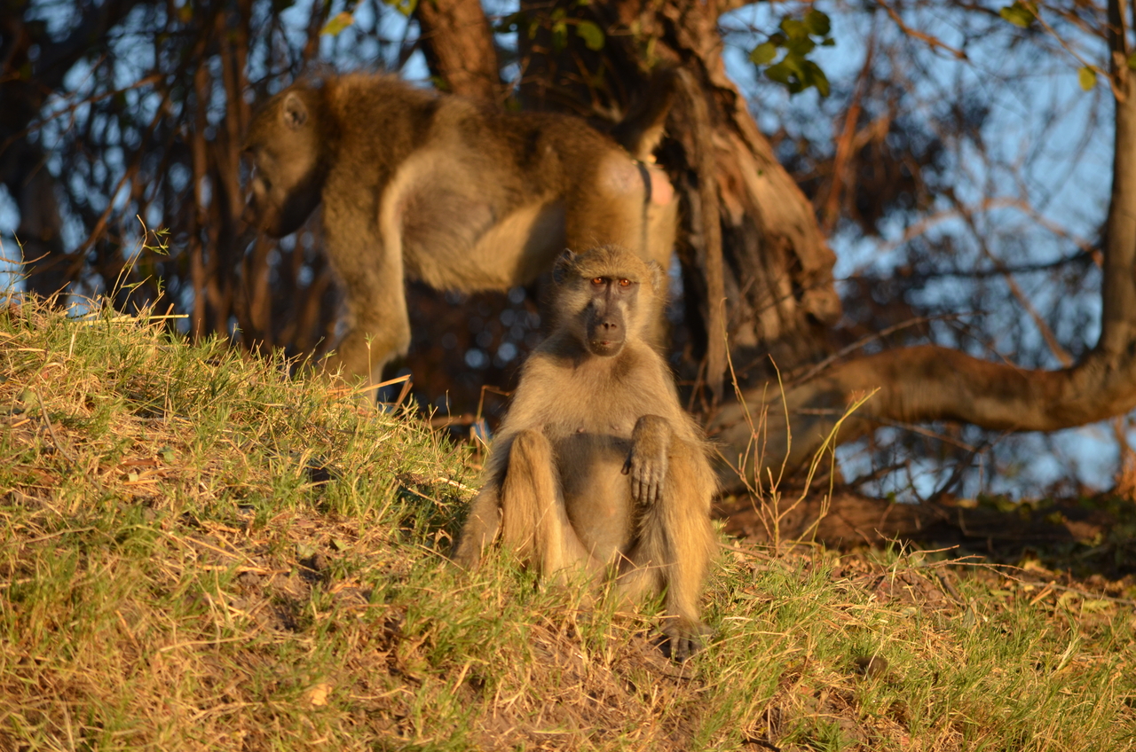 [33056] 2016_07_04_07_37_18_Africa_NIKON_D5100_IMG__00991.jpg