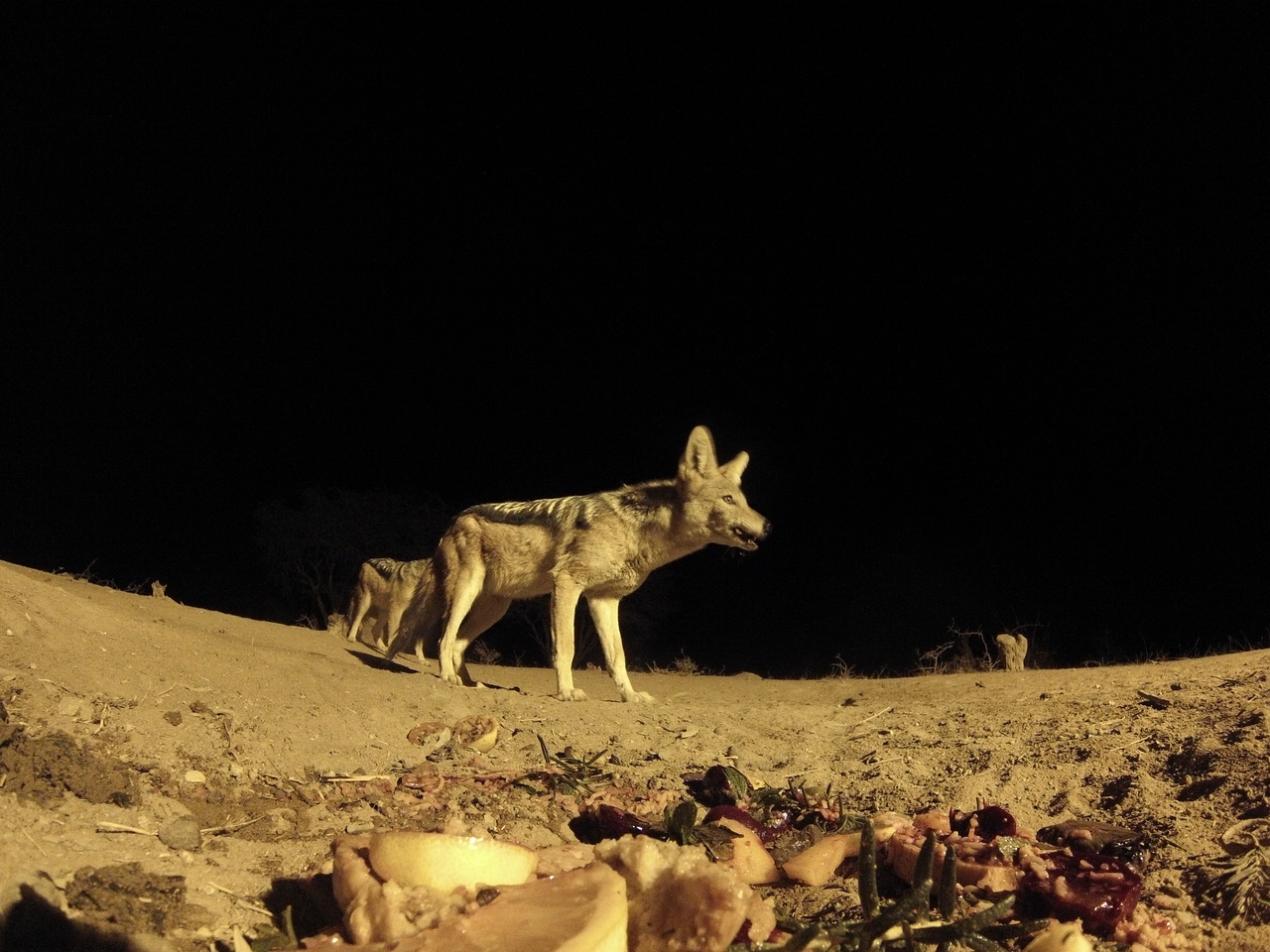 [4090] 2016_06_22_20_51_51_Africa_Hero3-Silver_Edition_IMG__00153.jpg