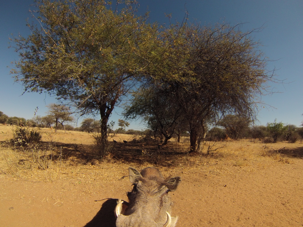 [8877] 2016_06_23_12_09_04_Africa_Hero3-Silver_Edition_IMG__00819.jpg