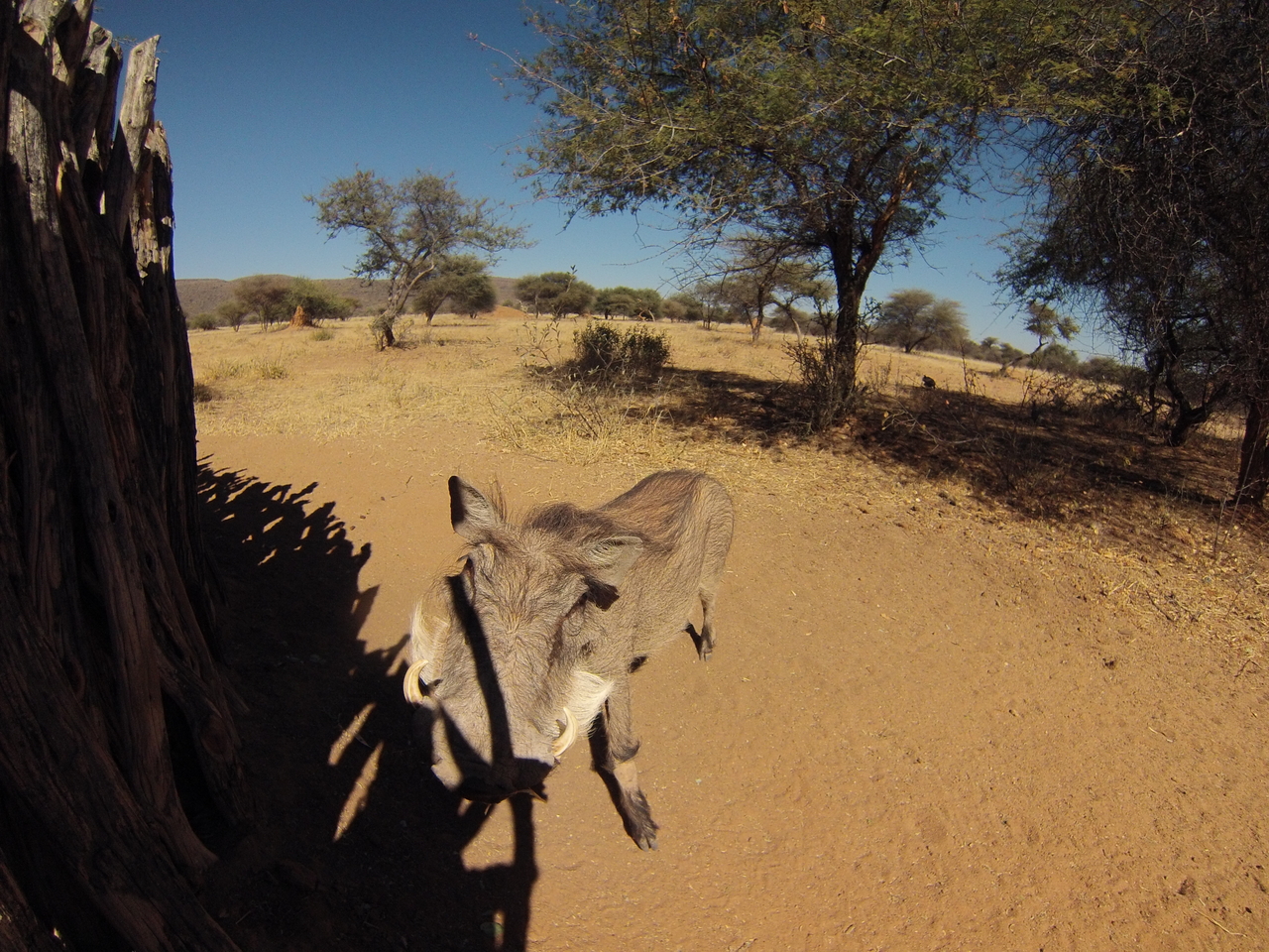 [8889] 2016_06_23_12_09_24_Africa_Hero3-Silver_Edition_IMG__00825.jpg