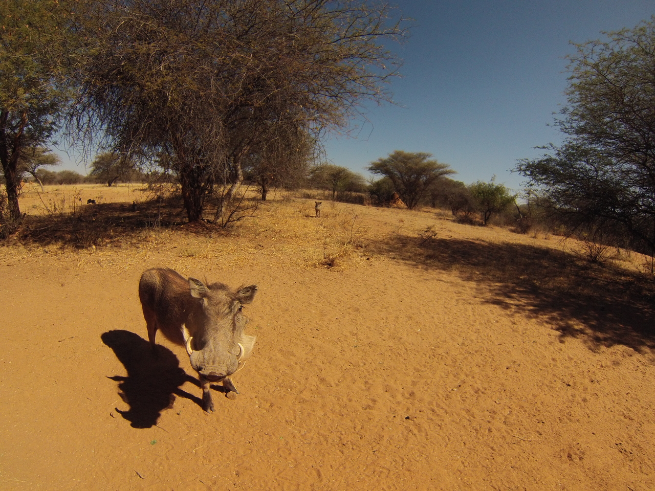 [8895] 2016_06_23_12_09_34_Africa_Hero3-Silver_Edition_IMG__00828.jpg