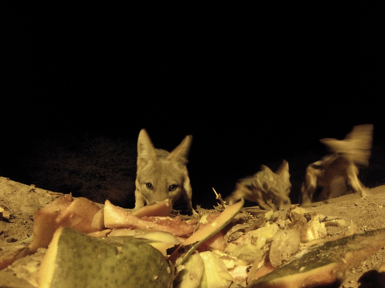 [9689] 2016_06_23_18_42_44_Africa_Hero3-Silver_Edition_IMG__00884.jpg