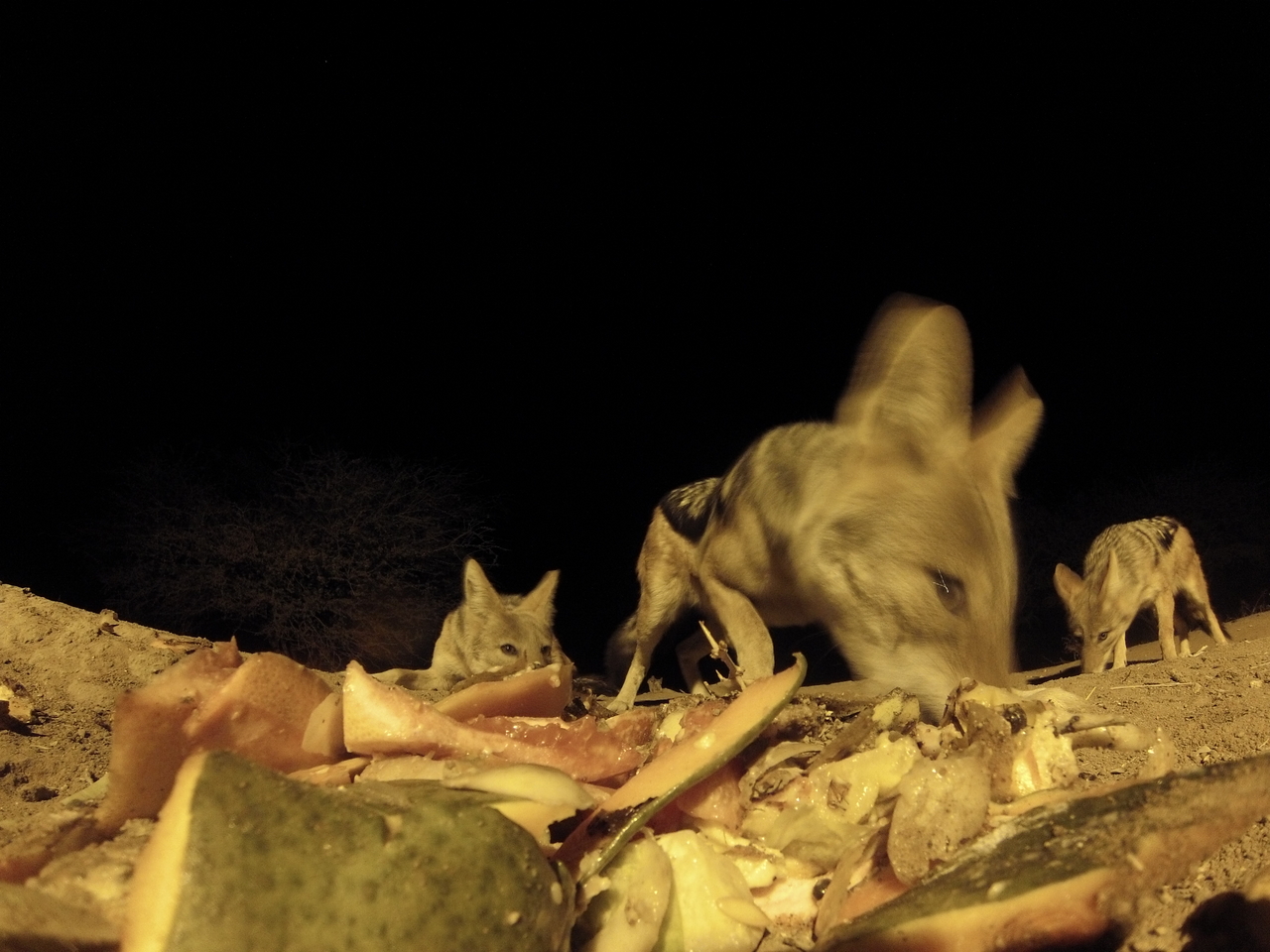 [9718] 2016_06_23_18_43_22_Africa_Hero3-Silver_Edition_IMG__00451.jpg