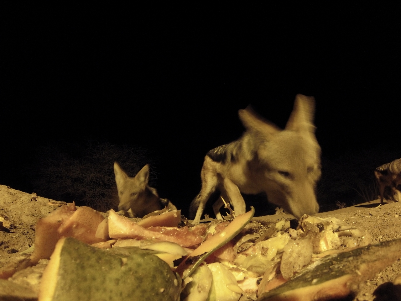 [9720] 2016_06_23_18_43_24_Africa_Hero3-Silver_Edition_IMG__00452.jpg