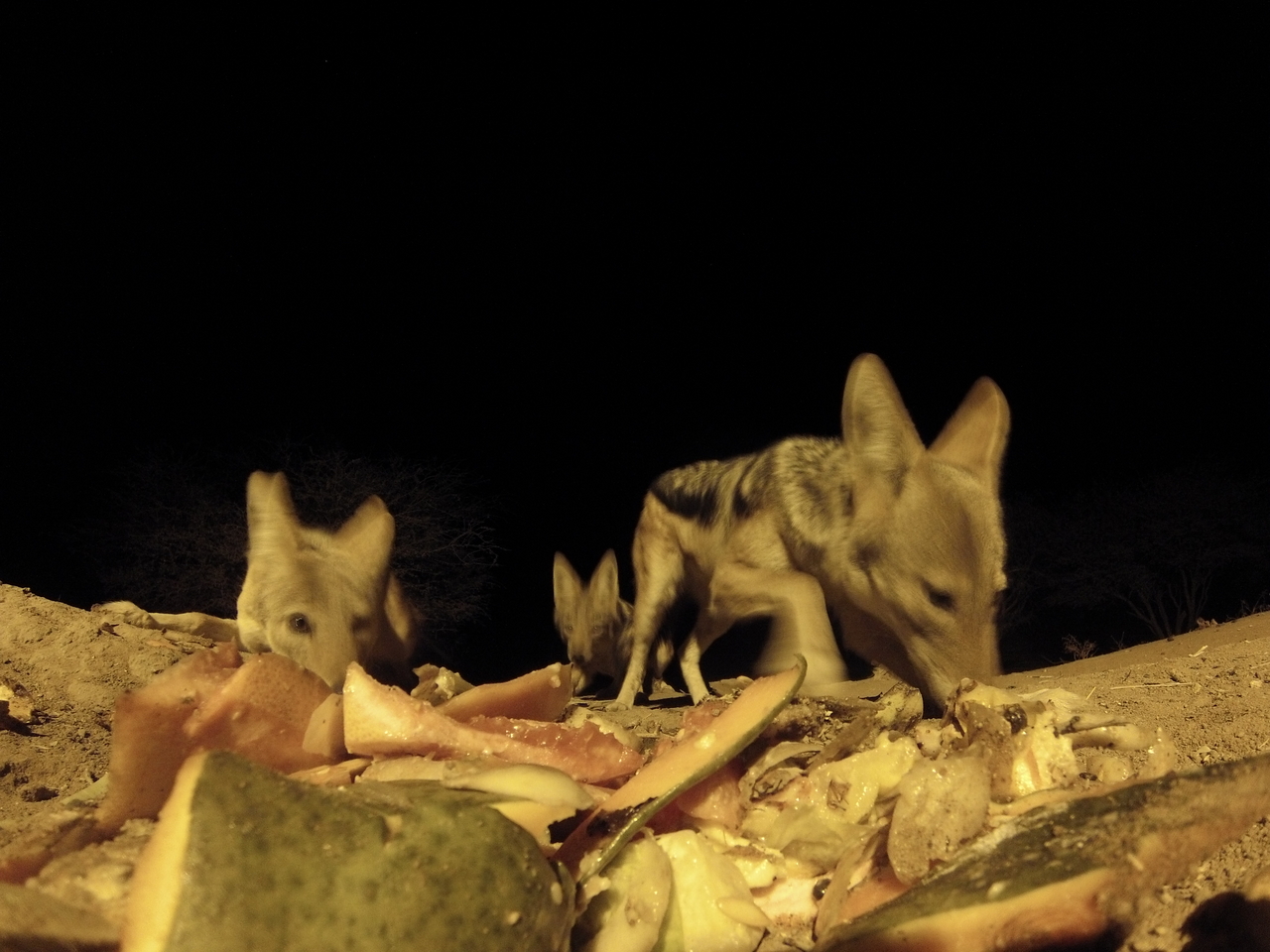 [9724] 2016_06_23_18_43_32_Africa_Hero3-Silver_Edition_IMG__00454.jpg