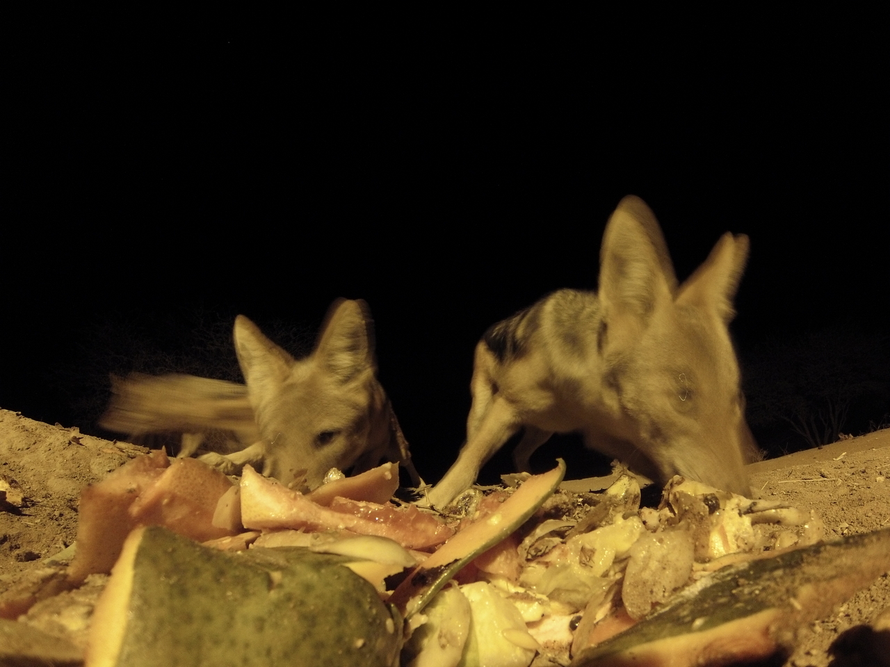 [9737] 2016_06_23_18_43_44_Africa_Hero3-Silver_Edition_IMG__00908.jpg