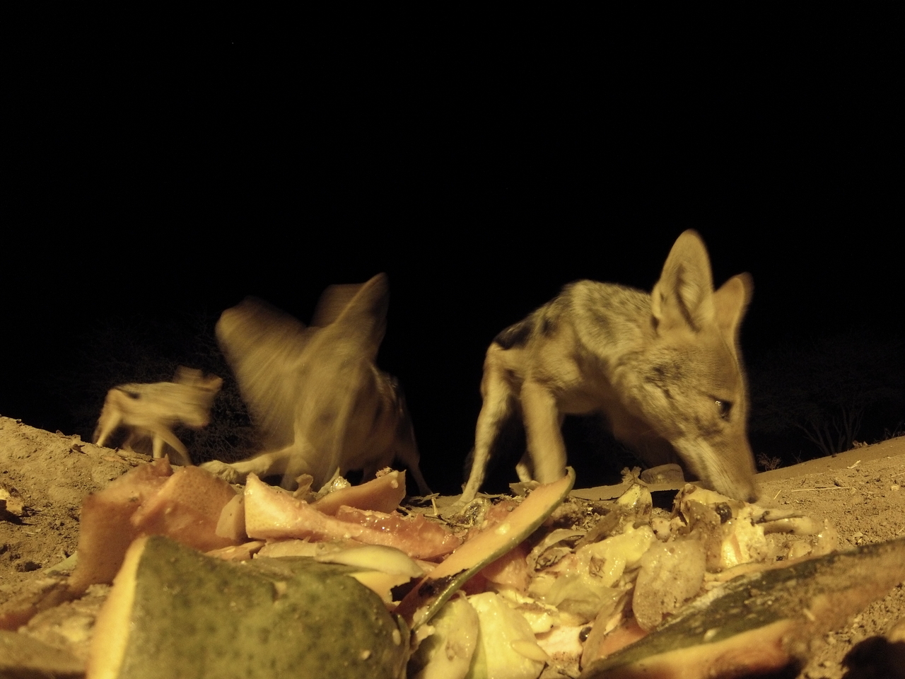 [9738] 2016_06_23_18_43_46_Africa_Hero3-Silver_Edition_IMG__00461.jpg