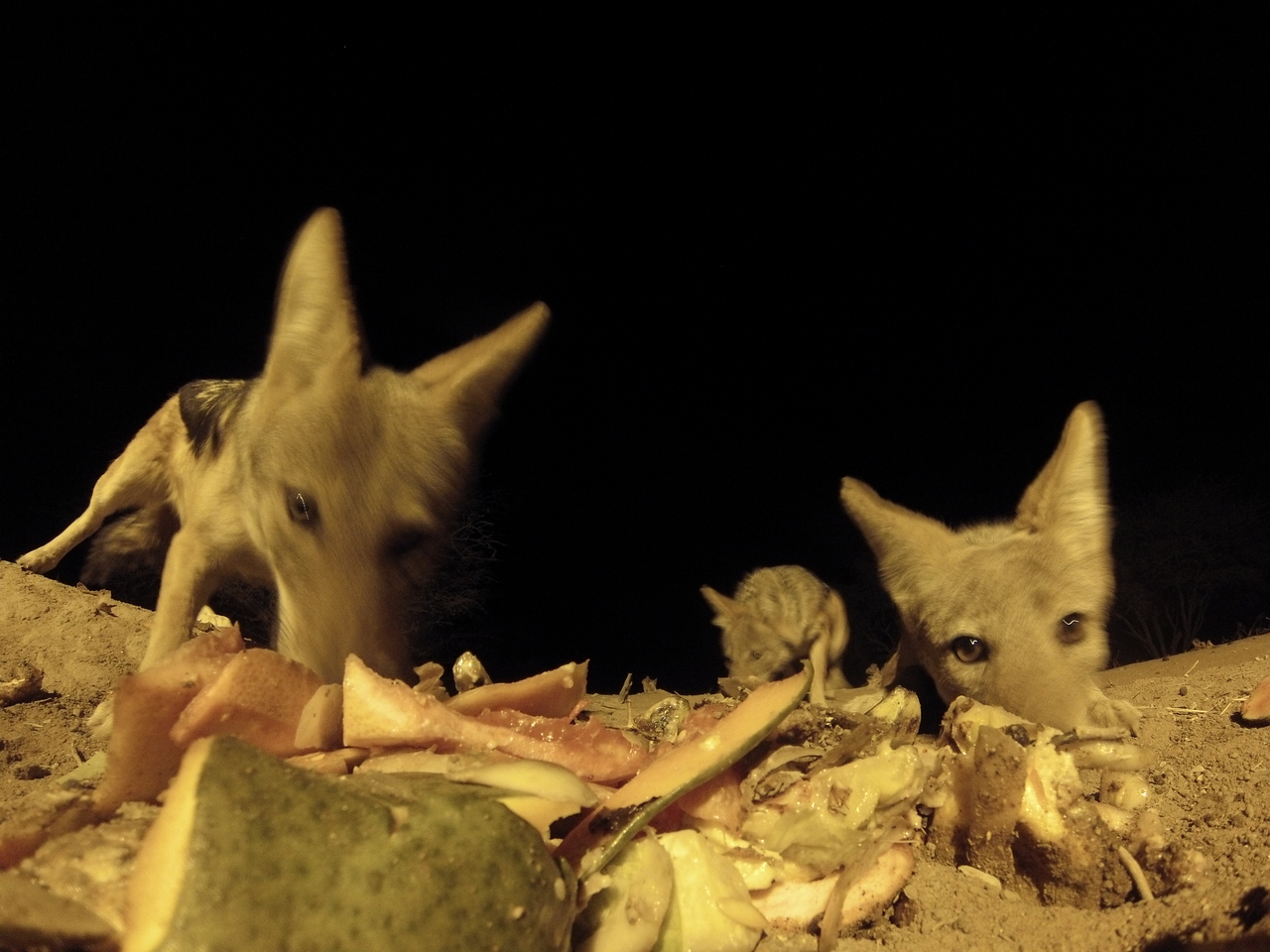 [9786] 2016_06_23_18_44_50_Africa_Hero3-Silver_Edition_IMG__00485.jpg