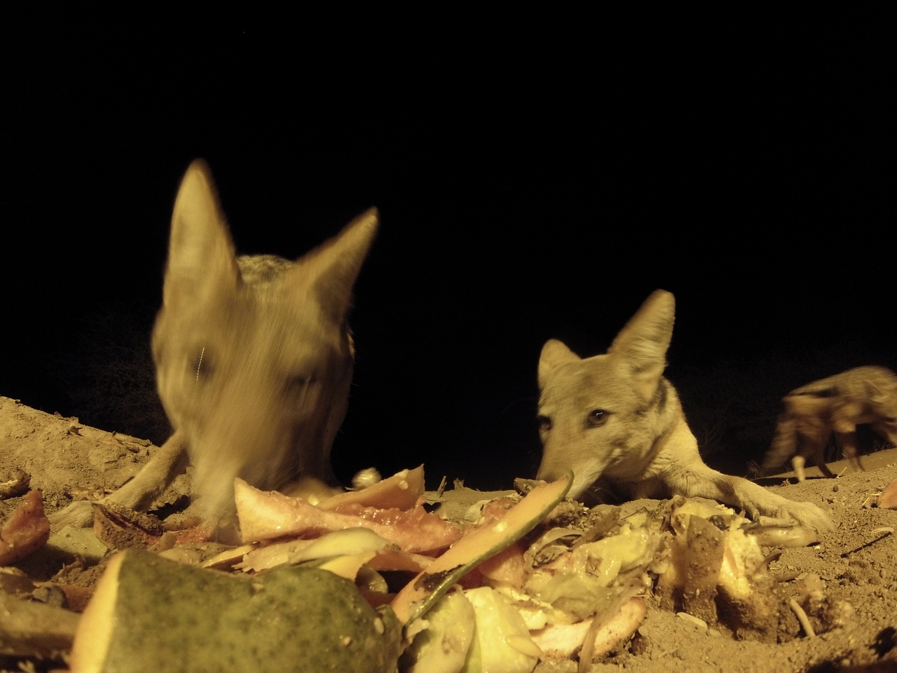 [9808] 2016_06_23_18_45_16_Africa_Hero3-Silver_Edition_IMG__00496.jpg