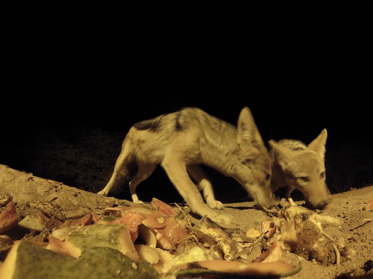 [9830] 2016_06_23_18_45_46_Africa_Hero3-Silver_Edition_IMG__00507.jpg