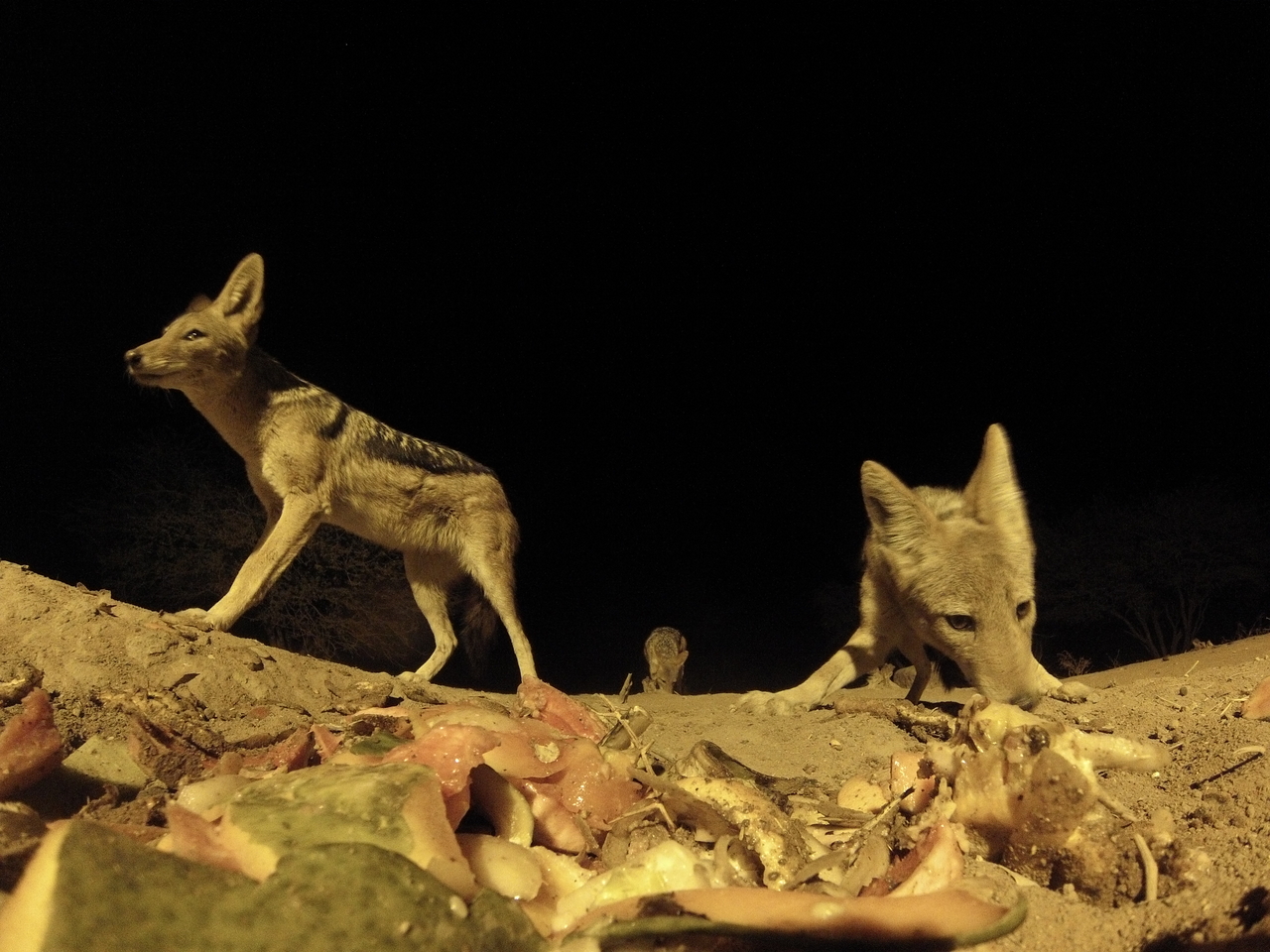 [9833] 2016_06_23_18_45_49_Africa_Hero3-Silver_Edition_IMG__00956.jpg