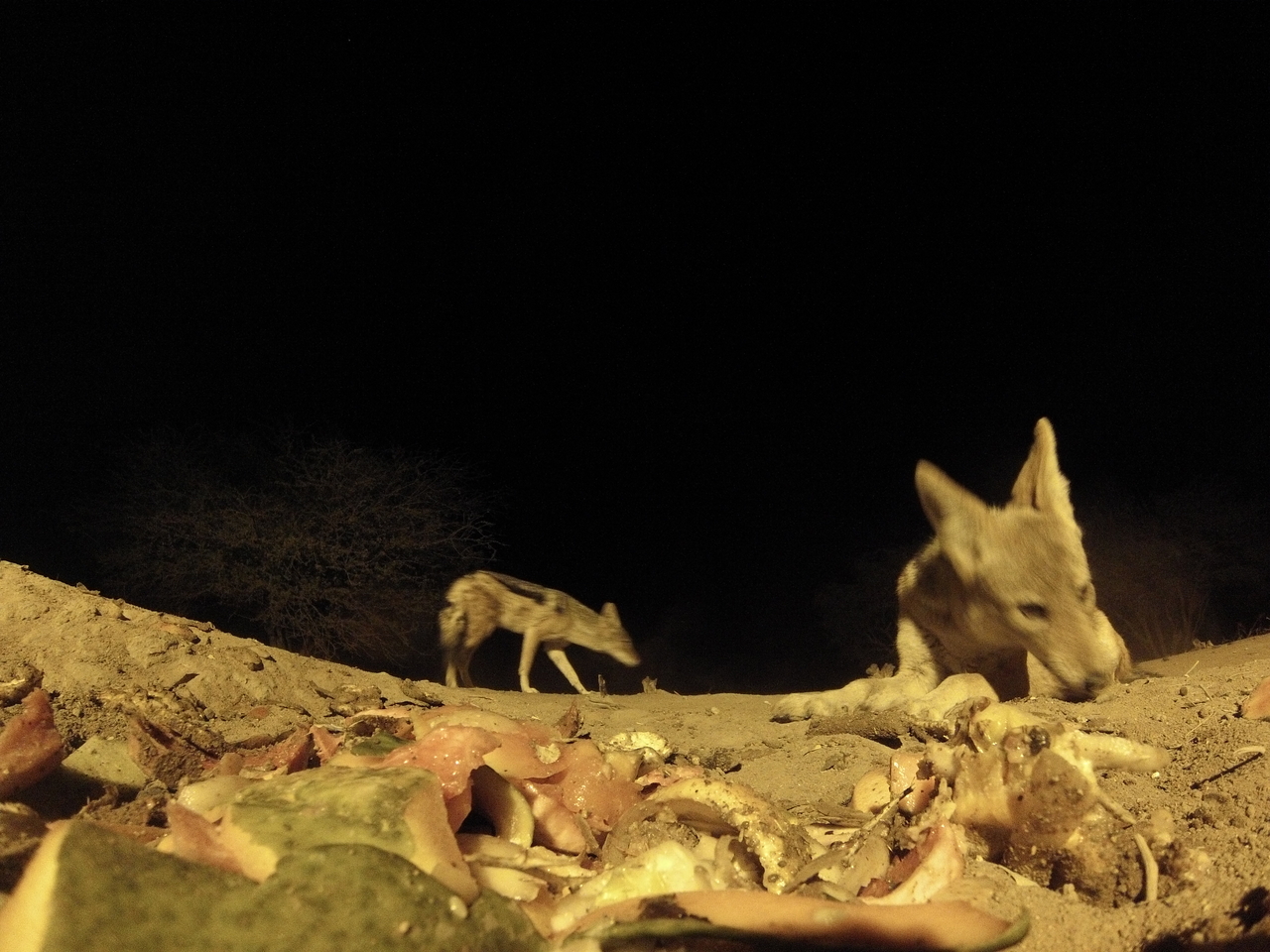 [9916] 2016_06_23_18_47_39_Africa_Hero3-Silver_Edition_IMG__00547.jpg