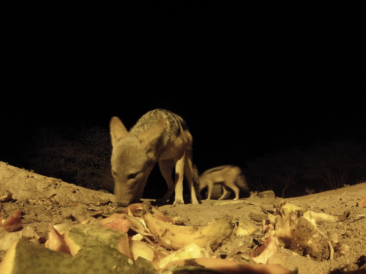 [10022] 2016_06_23_18_49_56_Africa_Hero3-Silver_Edition_IMG__01046.jpg