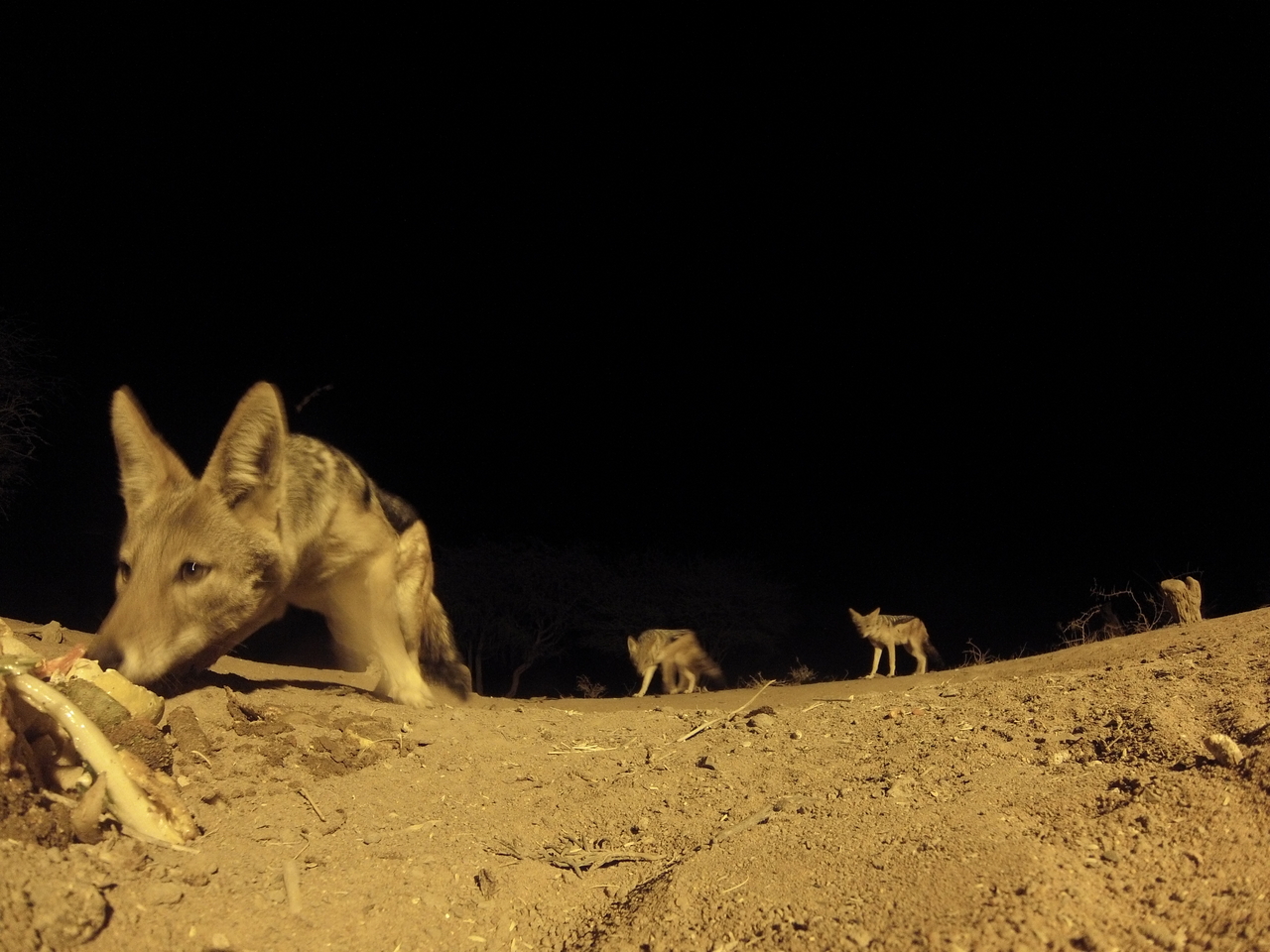 [10194] 2016_06_23_19_01_28_Africa_Hero3-Silver_Edition_IMG_8047_00044.jpg