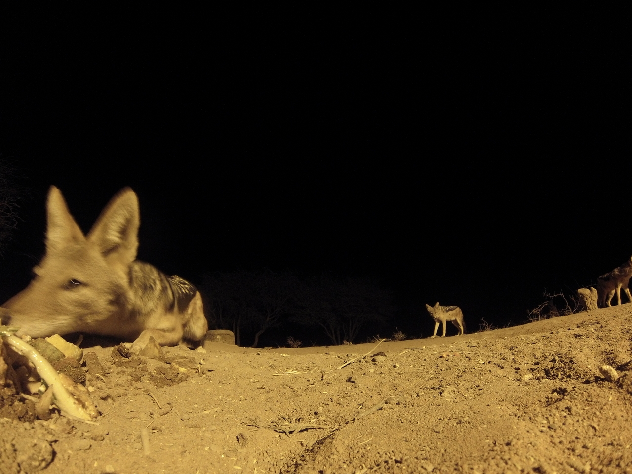 [10208] 2016_06_23_19_01_38_Africa_Hero3-Silver_Edition_IMG__01111.jpg