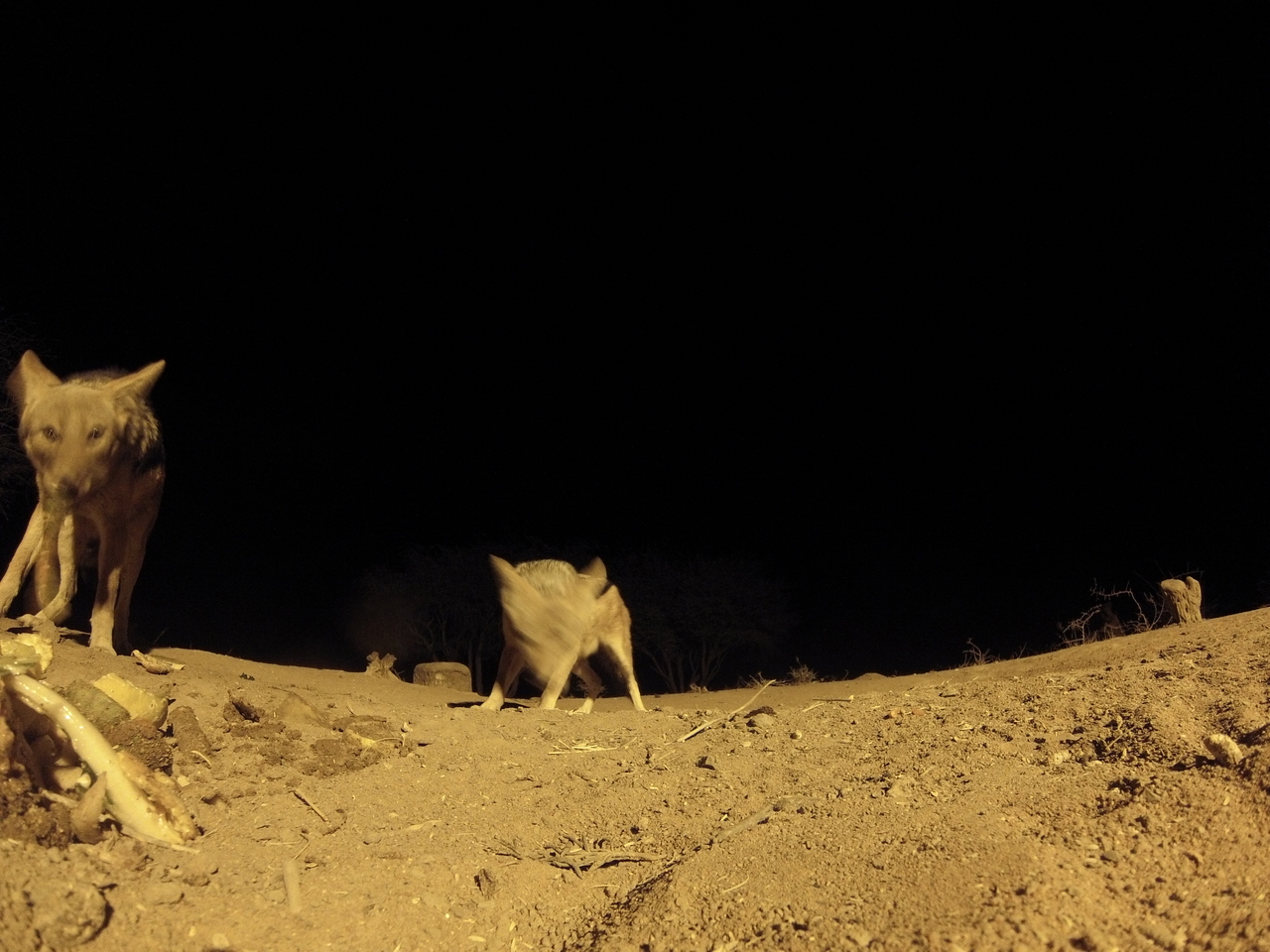 [10291] 2016_06_23_19_02_48_Africa_Hero3-Silver_Edition_IMG__01137.jpg