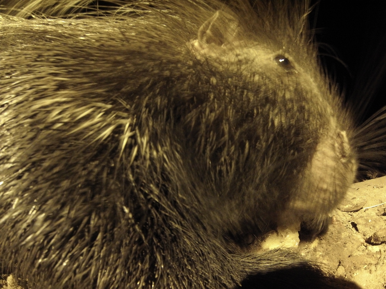 [10934] 2016_06_23_19_53_09_Africa_Hero3-Silver_Edition_IMG__01319.jpg