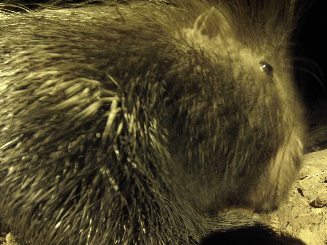 [10937] 2016_06_23_19_53_12_Africa_Hero3-Silver_Edition_IMG__00872.jpg