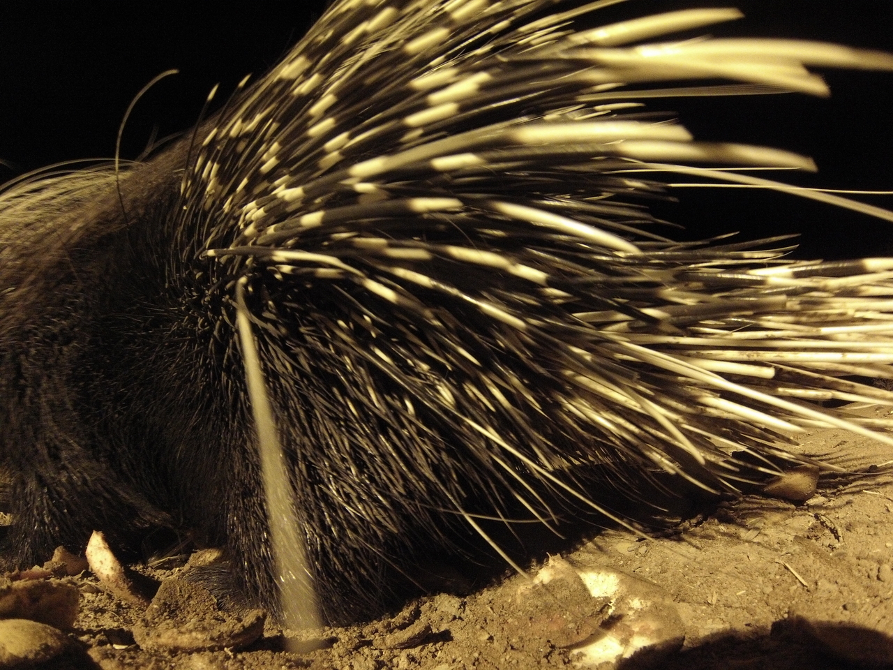 [11232] 2016_06_23_19_58_32_Africa_Hero3-Silver_Edition_IMG_8054_02974.jpg