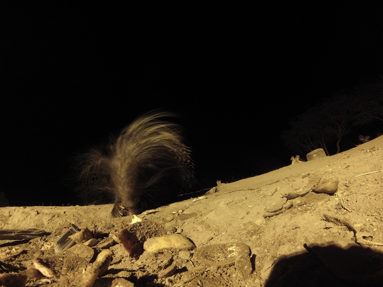 [11387] 2016_06_23_20_00_32_Africa_Hero3-Silver_Edition_IMG__00987.jpg