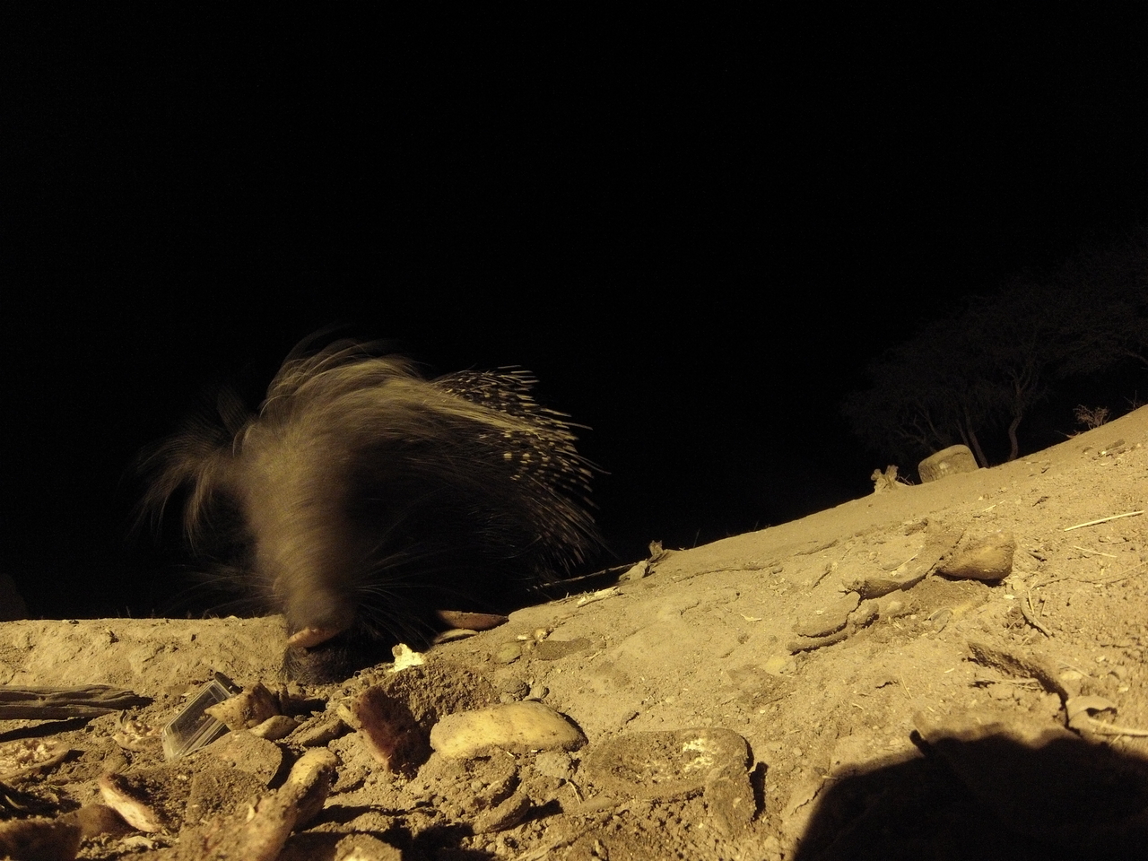 [11453] 2016_06_23_20_01_24_Africa_Hero3-Silver_Edition_IMG__01450.jpg