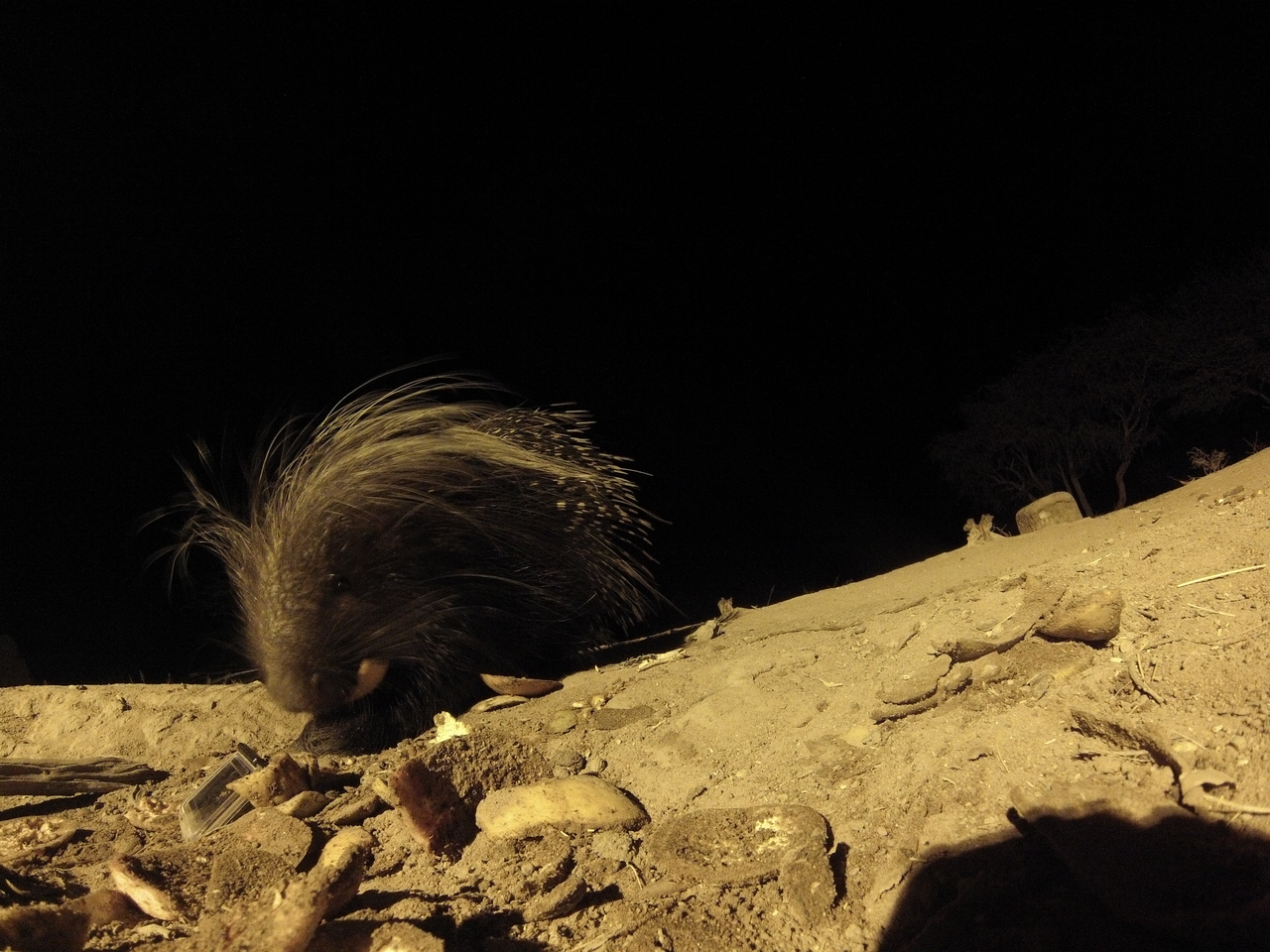 [11461] 2016_06_23_20_01_30_Africa_Hero3-Silver_Edition_IMG__01452.jpg