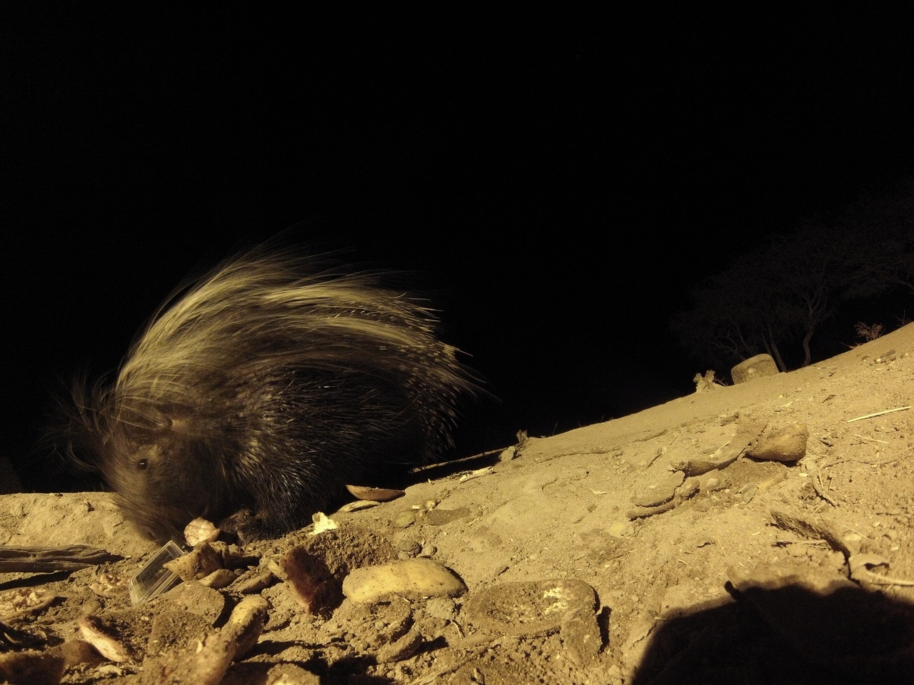 [11468] 2016_06_23_20_01_36_Africa_Hero3-Silver_Edition_IMG__01006.jpg