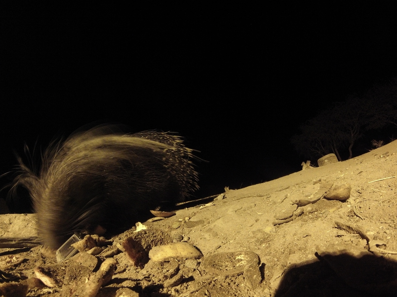 [11474] 2016_06_23_20_01_40_Africa_Hero3-Silver_Edition_IMG__01455.jpg