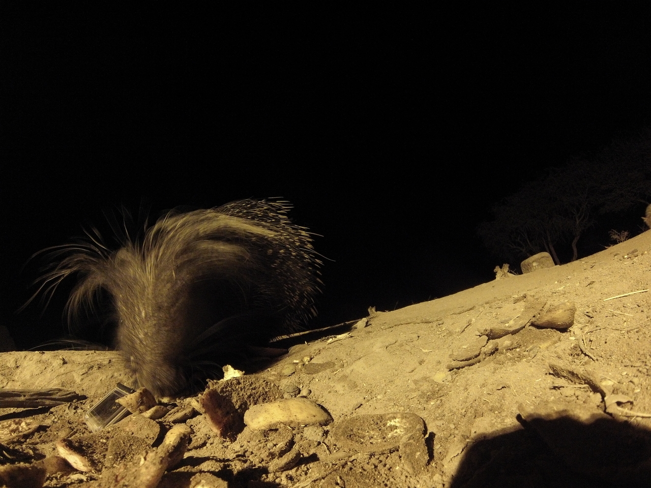 [11506] 2016_06_23_20_02_04_Africa_Hero3-Silver_Edition_IMG__00069.jpg