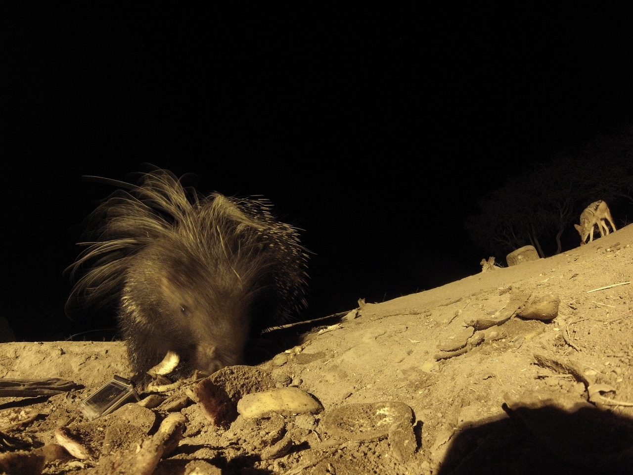 [11526] 2016_06_23_20_02_18_Africa_Hero3-Silver_Edition_IMG__01467.jpg