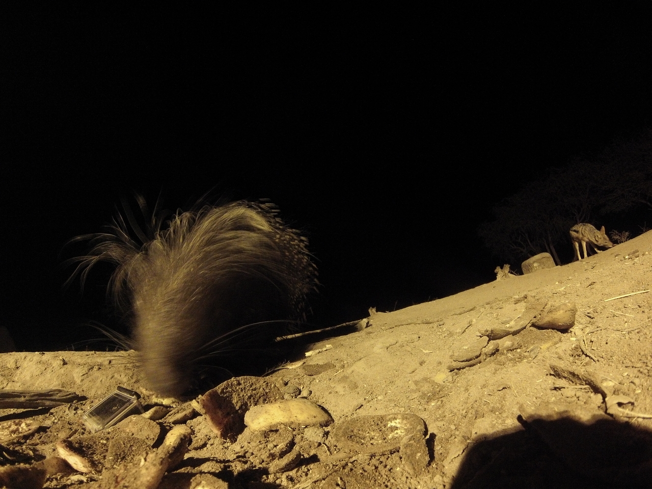 [11533] 2016_06_23_20_02_26_Africa_Hero3-Silver_Edition_IMG__01021.jpg