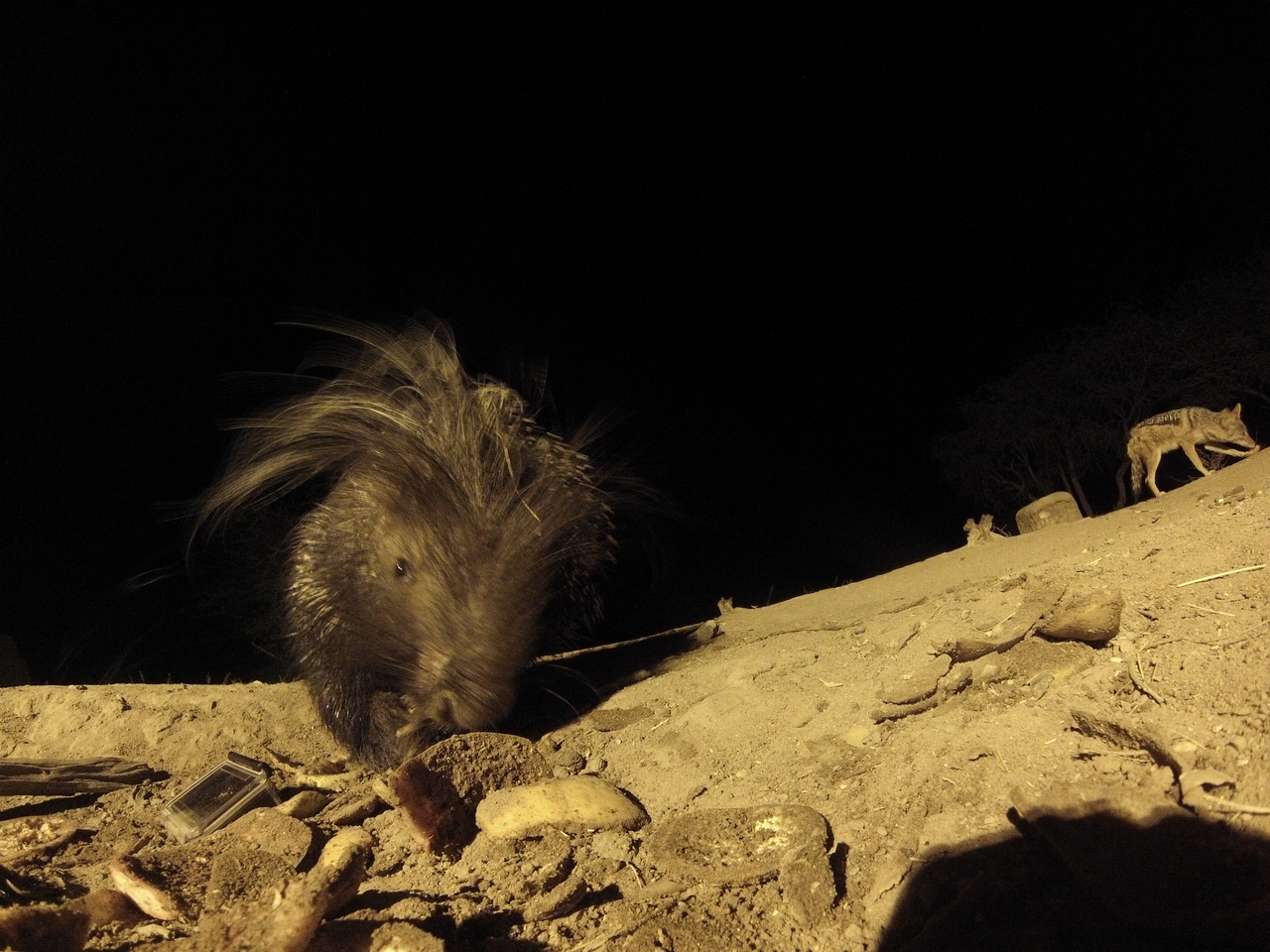 [11543] 2016_06_23_20_02_32_Africa_Hero3-Silver_Edition_IMG__01023.jpg