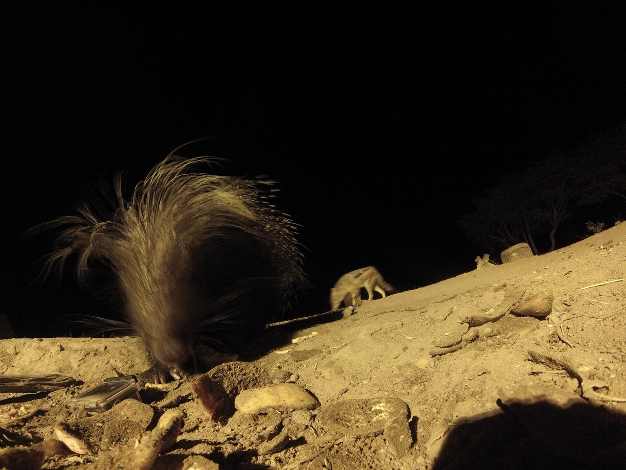 [11593] 2016_06_23_20_03_12_Africa_Hero3-Silver_Edition_IMG__01482.jpg