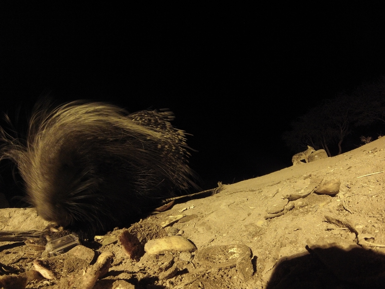 [11653] 2016_06_23_20_04_05_Africa_Hero3-Silver_Edition_IMG__00102.jpg