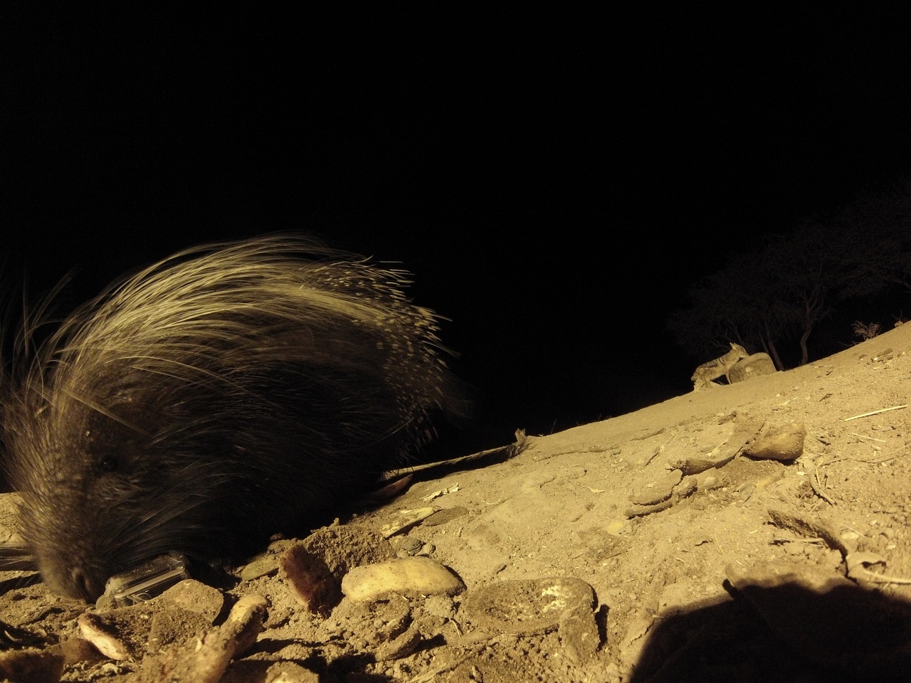 [11671] 2016_06_23_20_04_20_Africa_Hero3-Silver_Edition_IMG__00106.jpg