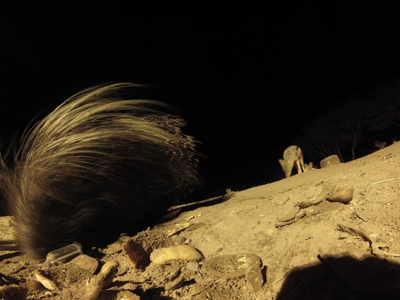 [11687] 2016_06_23_20_04_33_Africa_Hero3-Silver_Edition_IMG__01055.jpg