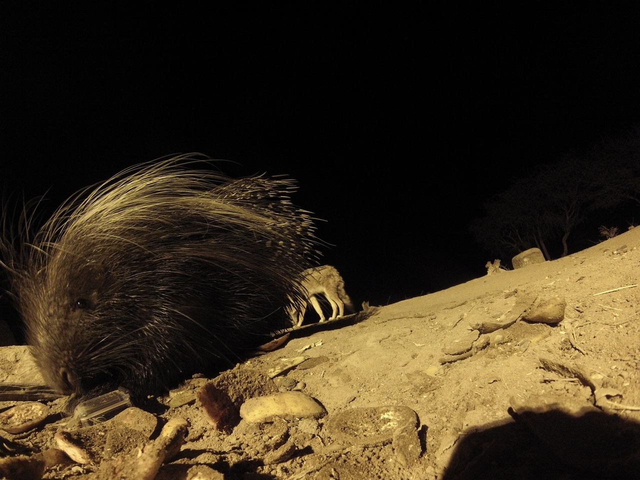 [11689] 2016_06_23_20_04_36_Africa_Hero3-Silver_Edition_IMG__00110.jpg