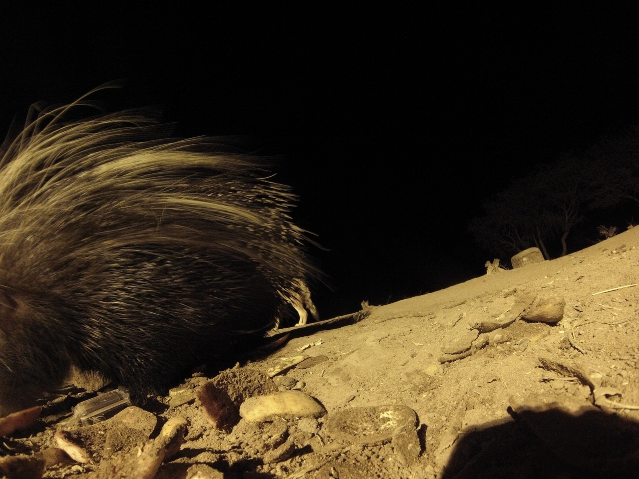 [11696] 2016_06_23_20_04_40_Africa_Hero3-Silver_Edition_IMG__01505.jpg