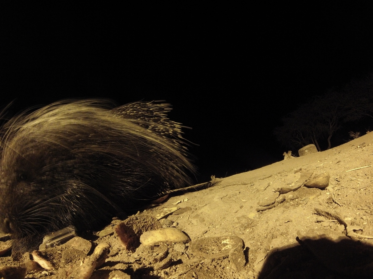 [11726] 2016_06_23_20_05_06_Africa_Hero3-Silver_Edition_IMG__01064.jpg