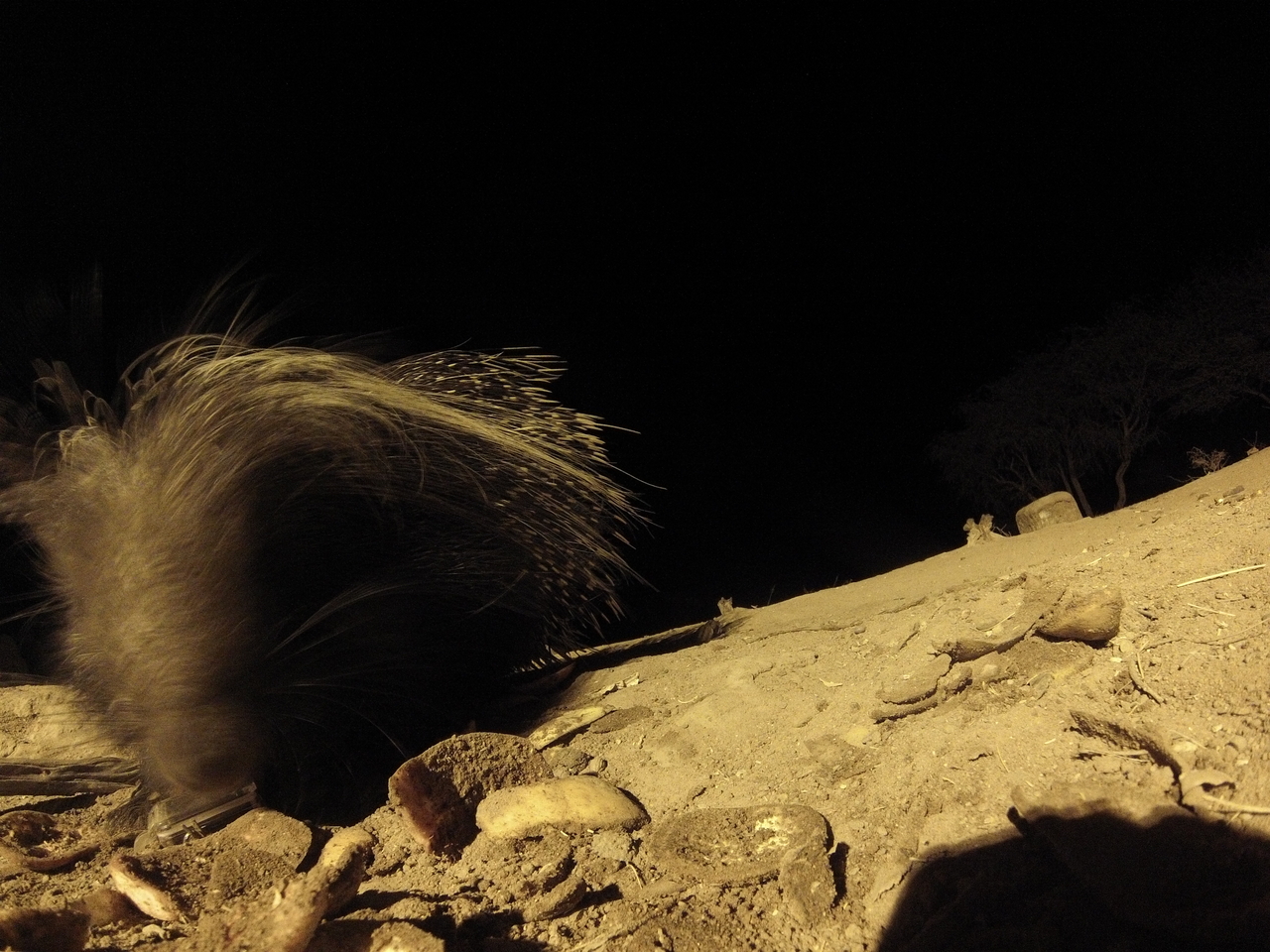 [11758] 2016_06_23_20_05_28_Africa_Hero3-Silver_Edition_IMG__01519.jpg