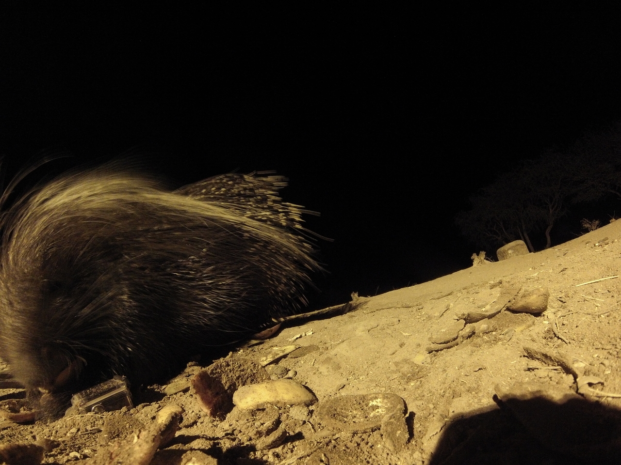 [11761] 2016_06_23_20_05_32_Africa_Hero3-Silver_Edition_IMG__00126.jpg