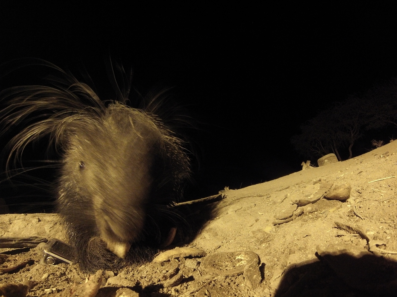 [11819] 2016_06_23_20_06_20_Africa_Hero3-Silver_Edition_IMG__01085.jpg