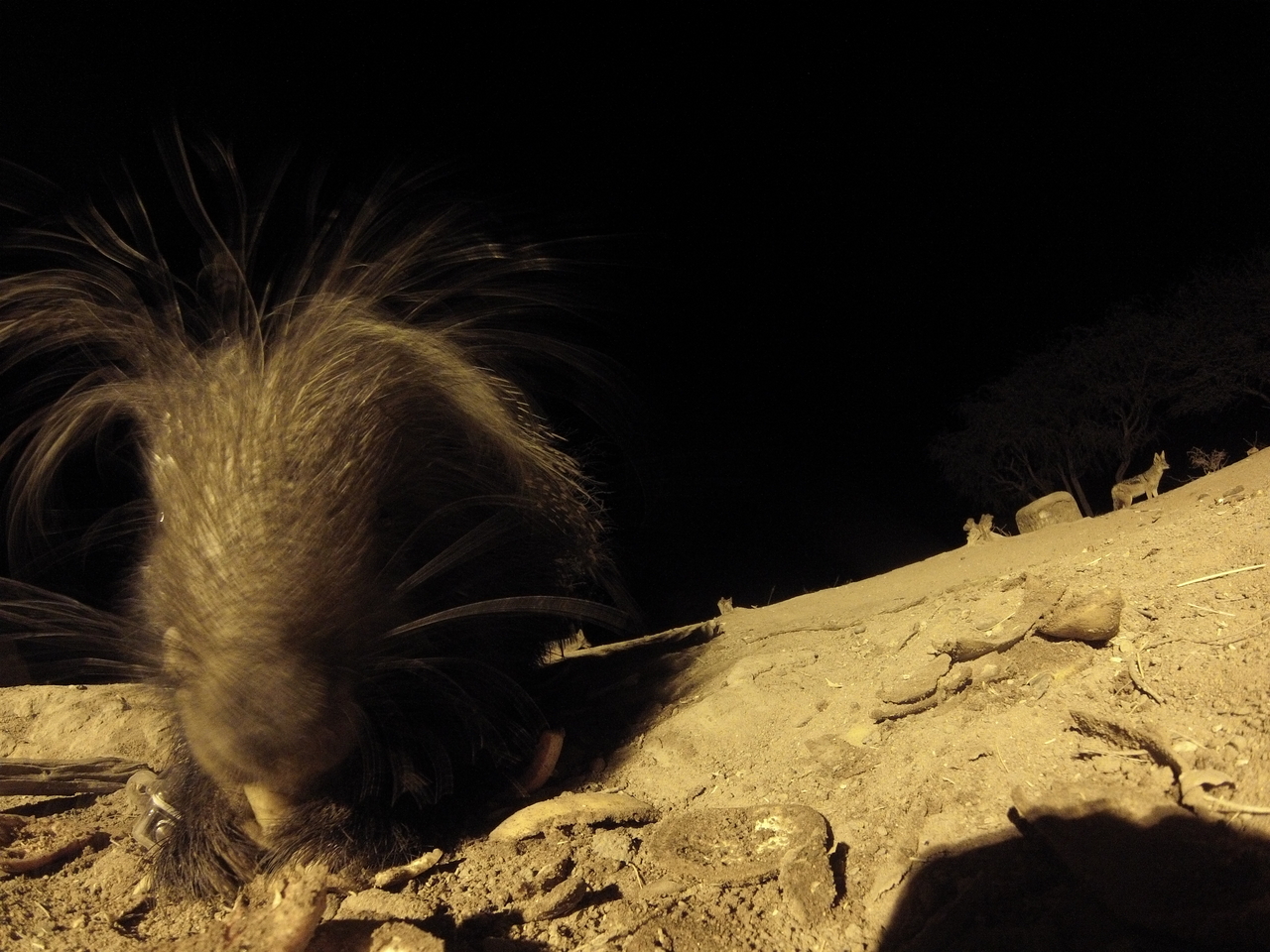 [11835] 2016_06_23_20_06_33_Africa_Hero3-Silver_Edition_IMG__01536.jpg