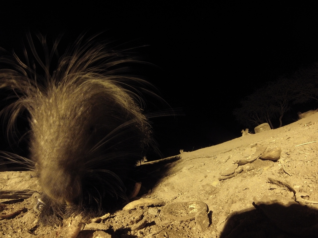 [11839] 2016_06_23_20_06_37_Africa_Hero3-Silver_Edition_IMG__01089.jpg