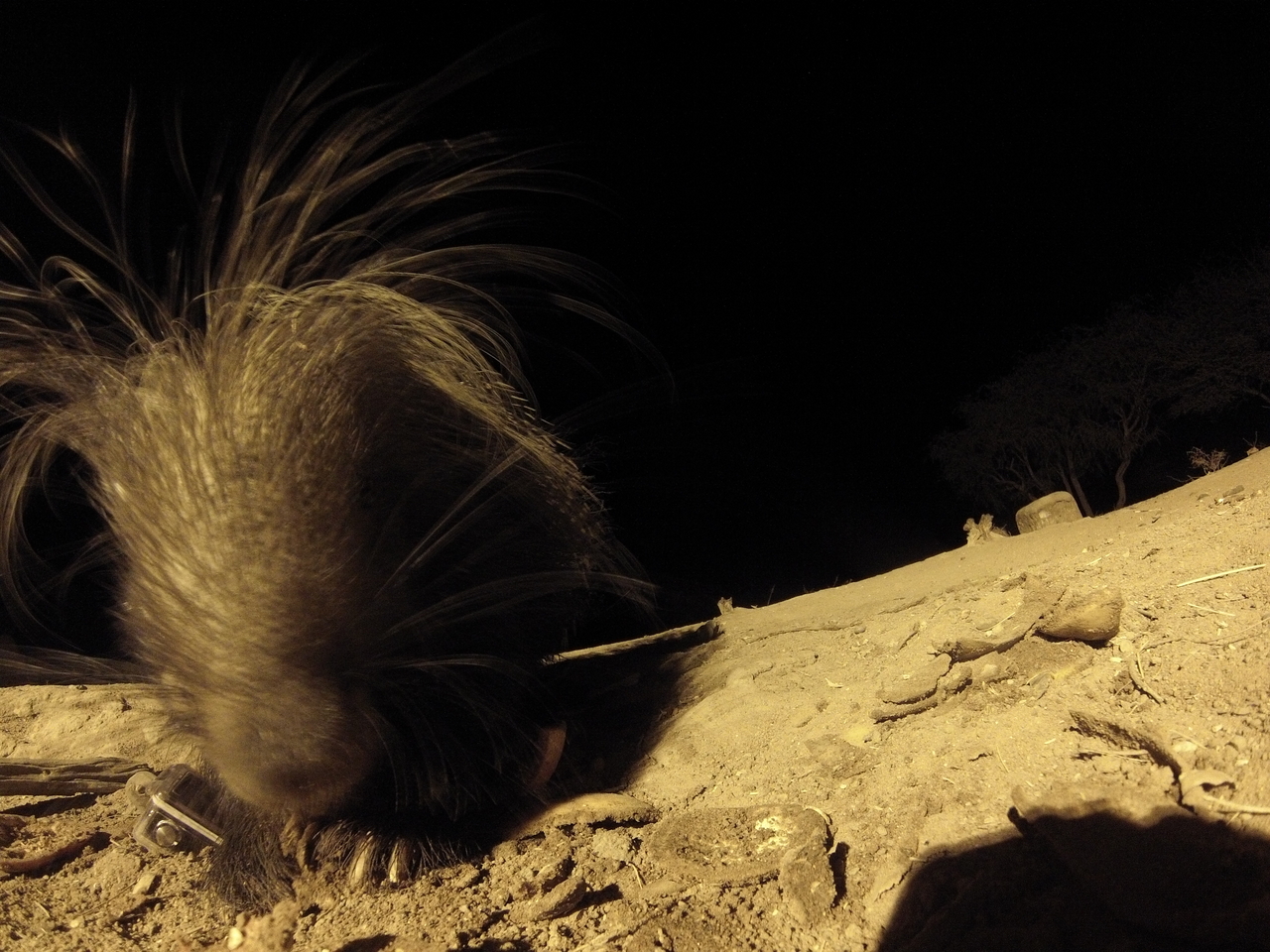 [11875] 2016_06_23_20_07_09_Africa_Hero3-Silver_Edition_IMG__01097.jpg