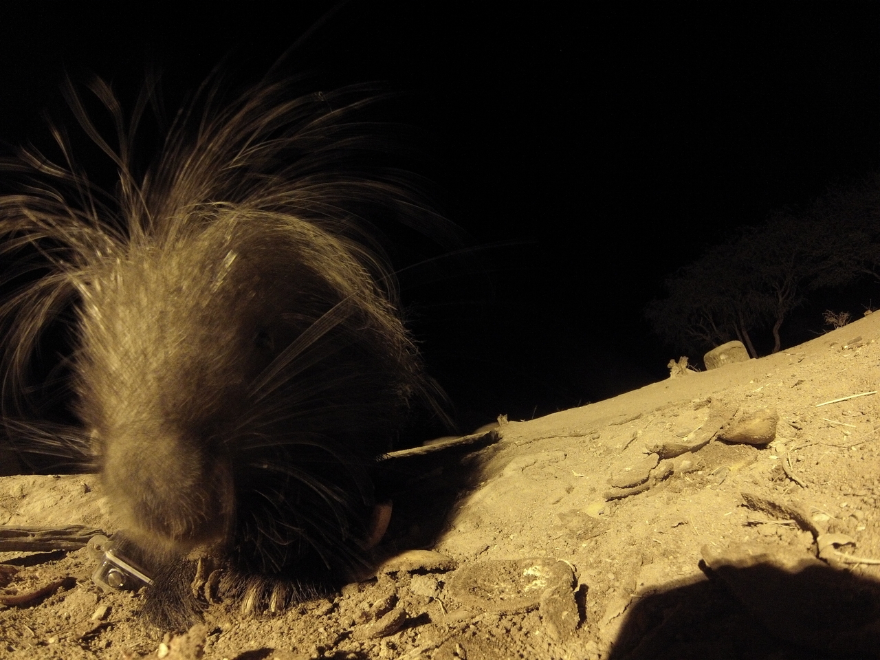 [11881] 2016_06_23_20_07_13_Africa_Hero3-Silver_Edition_IMG__01546.jpg